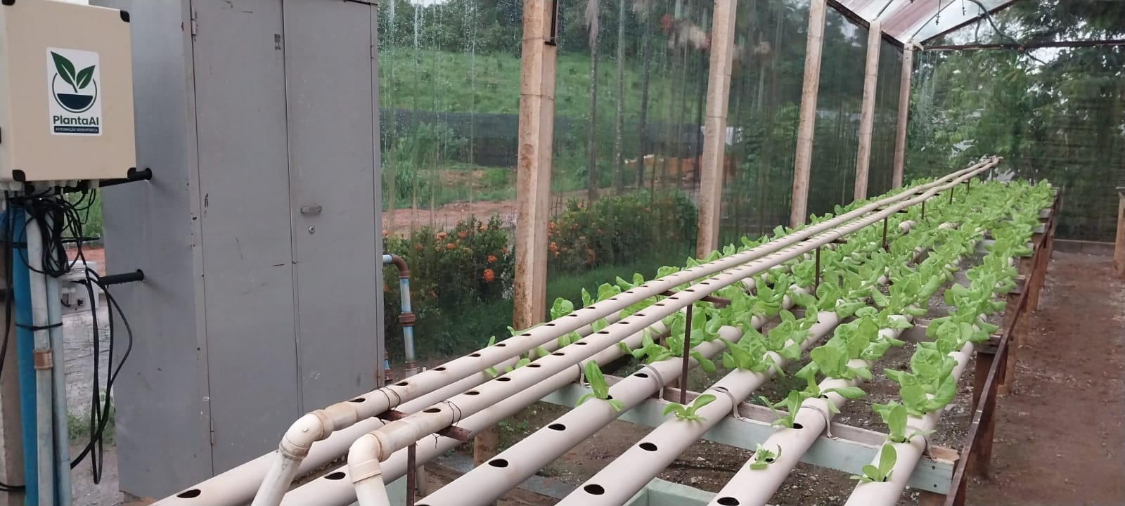 Detalhe das plantas em sistema hidropônico