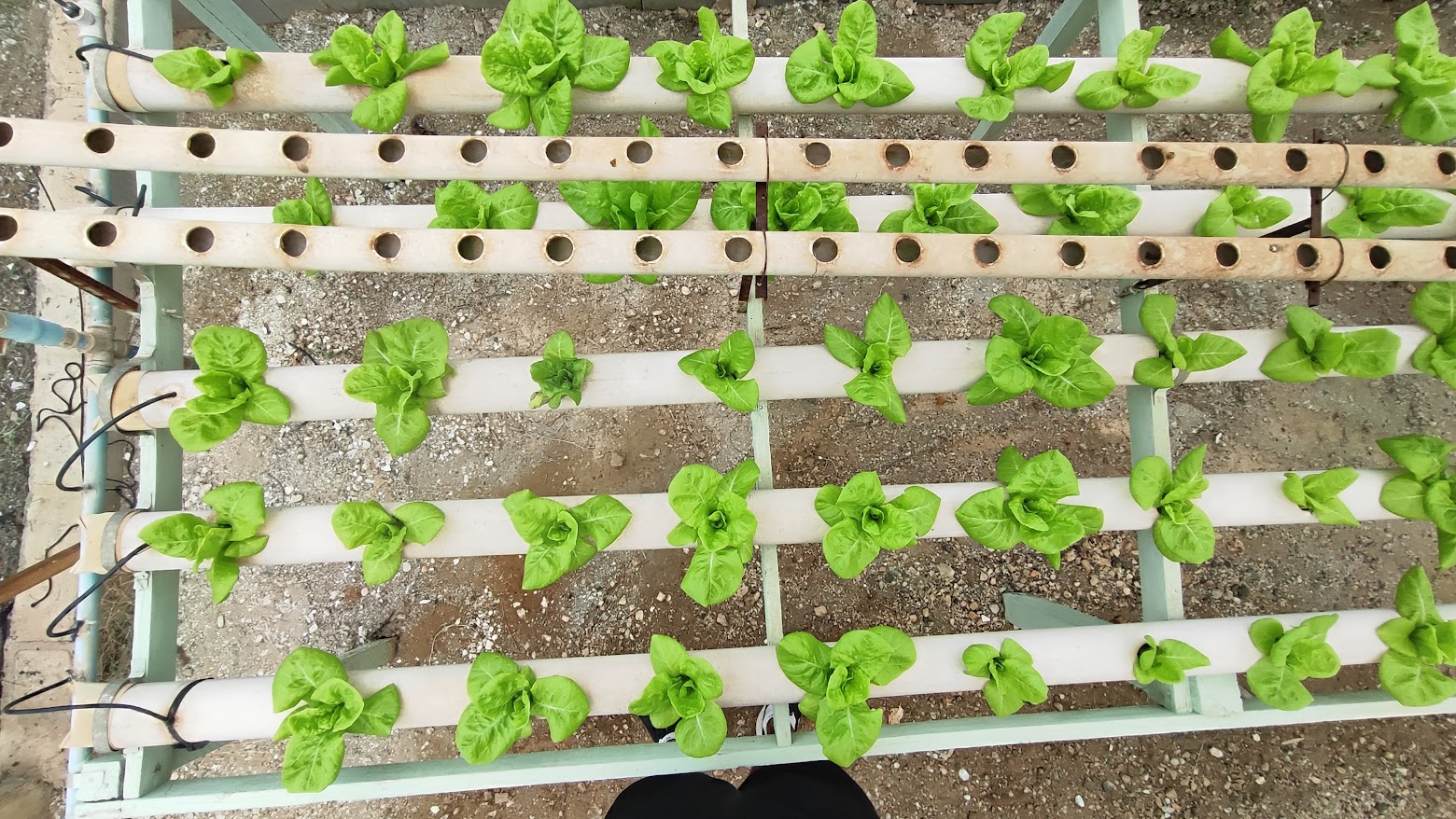 Estufa hidropônica com cultivo em bancadas
